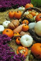 Cucurbitacées - exemple de biodiversité des citrouilles